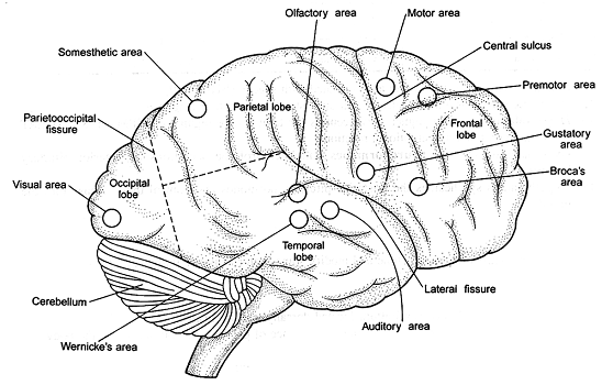 628_different areas of human brain.png